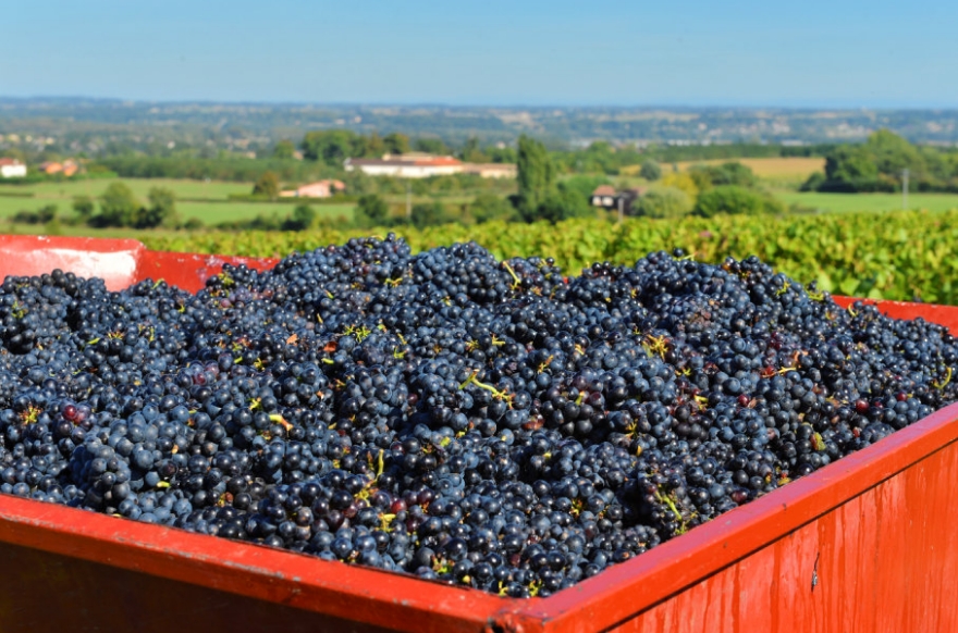 11/20(木)解禁！ボジョレー・ヌーヴォー2025 通販【フォレストウェイ】