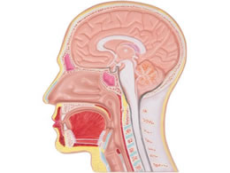 Erler-Zimmer �����f�ʃ��f�� 8-639-01