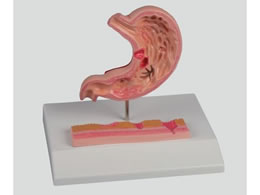 �A�Y���� �ݒ�ᇃ��f�� 120�~90�~20 8-8569-01