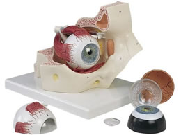 ���{�X���[�r�[�E�T�C�G���e�B�t�B�b�N ���o��(�ዅ)�Ɗ��|7�������f�� �l�̖͌^ 11-2110-00 F13(18X26X19CM)