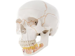 ���{�X���[�r�[�E�T�C�G���e�B�t�B�b�N ���W�E���{�J���^ 3�������f�� �l�̖͌^ 11-2030-00 A22(20X13.5X15.5CM)