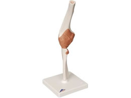 ���{�X���[�r�[�E�T�C�G���e�B�t�B�b�N �I�֐߃��f��(��t)�l�̖͌^ 11-2050-03 A83(12X12X31CM)