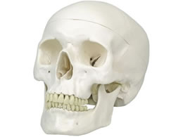 ���{�X���[�r�[�E�T�C�G���e�B�t�B�b�N �W���^���W���f�� �l�̖͌^ 11-2020-00 A20(20X13.5X15.5CM)