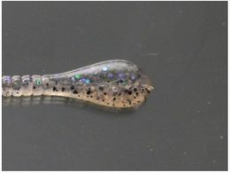 issei �X�p�e�� 5 #50 �����J�~�X�y�V����