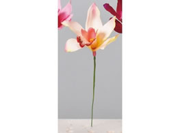 �A�X�J �V���r�W���[�� �\�t�g�s�[�` 72-34423-104