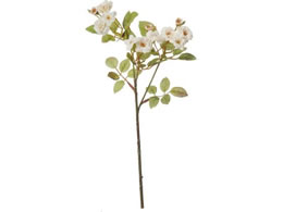 YDM �|���j�G�|���|�����[�Y �N���[��