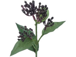 YDM �r�o�[�i���e�B�i�X �_�[�N�p�[�v��