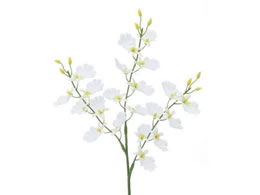 YDM �I���V�W���[�� �z���C�g FFH-0002-W