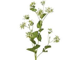 YDM �v�v�����E�� �z���C�g�O���[�� FA7081-W G