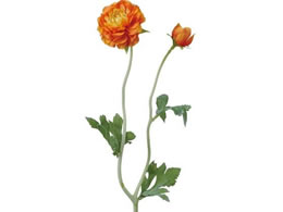 YDM �t���b�t�B�[���i���L�����X �I�����W FA7056-OR