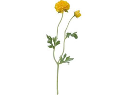 YDM �t���b�t�B�[���i���L�����X �C�G���[ FA7056-Y