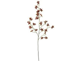 YDM �i�W�F�_���V���O�I�[�L�b�h �u���E��