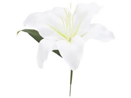 �����H�| V22015 �J�T�u�����J�����[ #001 �z���C�g�^66-817529-0