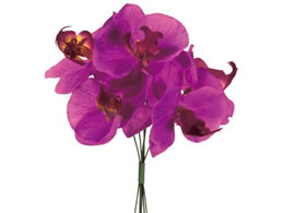  veBt@msbN #12 I[Lbh 6{ FM000757-012