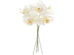 ������ �v�e�B�t�@���m�s�b�N #1 �z���C�g 6�{ FM000757-001