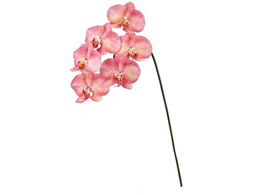 ������ ���� �~�J�G���t�@���m�v�V�X �s�[�`�s���N #6 PE.PK