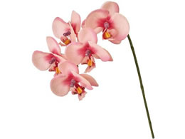 ������ ���� ���A���t�@���m �I�[�L�b�h�s���N #102 OC PK