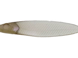 issei CA~m[tbgTJiTJi 3.8 #62 tJTM