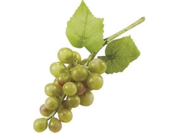 H| T0316 ~jO[v~24 #024 O[