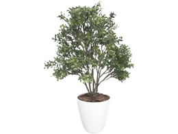 TTK lHϗtA {bNXEbh MTCY 70