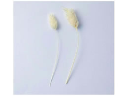 YDM hCt[ |Avc pbN zCg