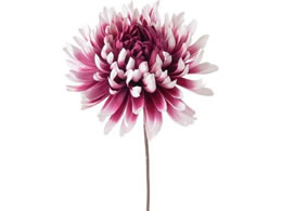 YDM  dˋesbN r[eB[ zCg