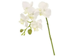 ������ ���� ���C�i�t�@���m #1 WHITE