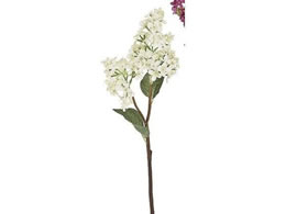 ������ ���� �t�����A���C���b�N �z���C�g