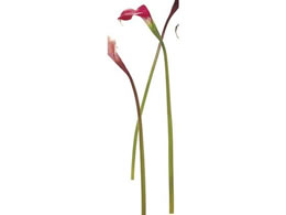 ������ ���� ���B���Z���g�J���[ S #16 BEAUTY 0