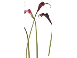 ������ ���� ���B���Z���g�J���[ S #3 RED 0