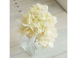 ������ ���� �A���X�n�C�h�����W�A �A�C�{���[