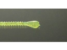 issei CY Xpe 2.5 #010 `[g(O[)