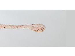 issei CY Xpe 2.5 #040 ILA~O[