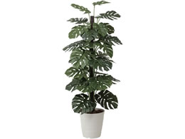 A[gNGCV Xe 1.8m 61280039