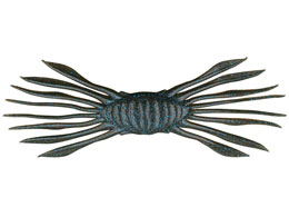 WbJ htgNu45 #_[NOpu[t[N