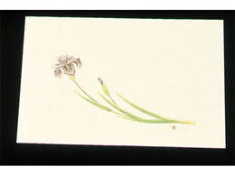 A[ebN ڎO ΂܂ N[ 100 WSS-5 