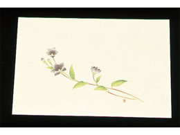 A[ebN ڎO ΂܂ N[ 100 WSS-13 傤