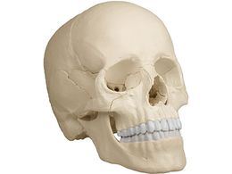 Erler-Zimmer W22f(i`J[) 4701