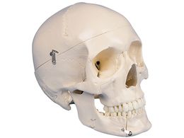 Erler-Zimmer Wf ȗp  4513