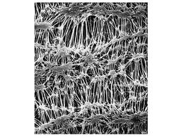 Merck Fluoropore disc PTFE phobic 0.22m 90mm wh pln 50 Pk 50PK FGLP09050