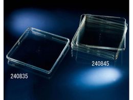 TSNu oCIAbZCfBbV X^_[h 240835