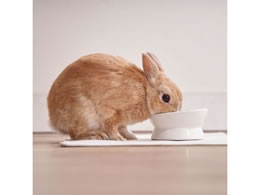 うさぎ用食器 食べやすい脚付き陶器製ラビットディッシュ Forestway 通販フォレストウェイ うさぎ用食器 食べやすい脚付き陶器製ラビットディッシュ Forestway 通販フォレストウェイ