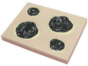 �o�C�I�X�L�� ��ጐ؏����f�� �؏��g���[�i�[ 24-8252-00 BBS-18