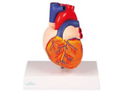 Erler-Zimmer �S��2�������f�� 7-6497-11