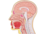 Erler-Zimmer �����f�ʃ��f�� 8-639-01