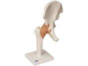 ���{�X���[�r�[�E�T�C�G���e�B�t�B�b�N �Ҋ֐߃��f��(��t)�l�̖͌^ 11-2050-01 A81(17X12X33CM)