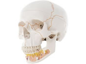 ���{�X���[�r�[�E�T�C�G���e�B�t�B�b�N/���W�E���{�J���^ 3�������f�� �l�̖͌^ 11-2030-00 A22(20X13.5X15.5CM)