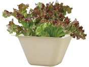 ���V���| �o�K�X�O���[�� ���^�X 93232