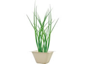 ���V���| �o�K�X�O���[�� �l�M 93234