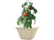 ���V���| �o�K�X�O���[�� �~�j�g�}�g 93235